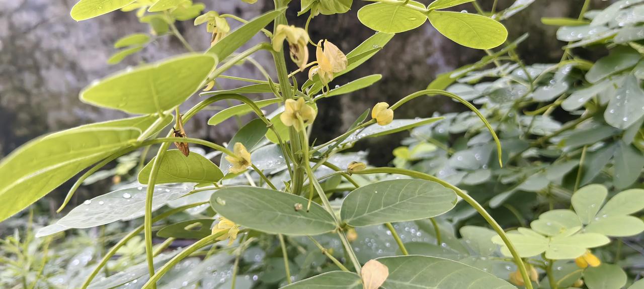 不得不认识的一味药食同源植物——决明
晨露凝在圆润舒展的绿叶之上，一滴一滴，剔透