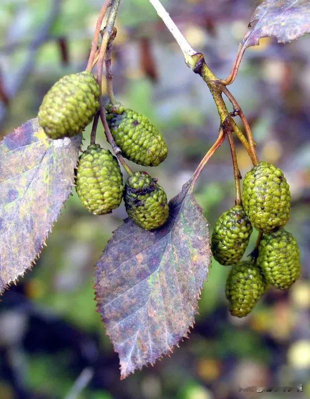 双胞胎姐妹分别取名灿和烂 最近湖南常德的85后护士杨烂火了。她和姐姐是双胞胎，父