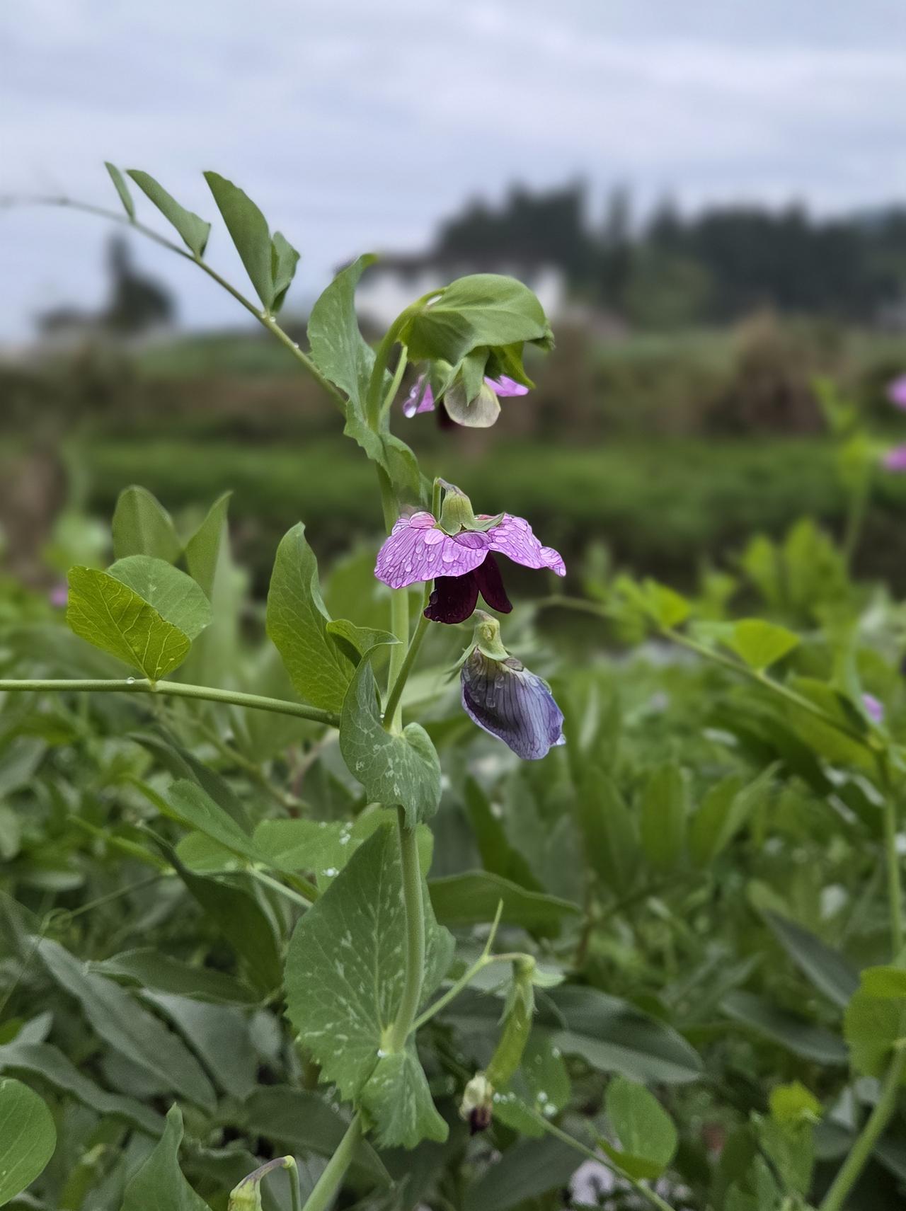 豌豆花看起来也挺美的。以前都说玫瑰、牡丹那些花才是美的，近年来油菜花，豌豆花都在