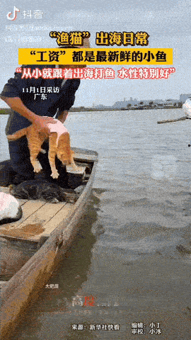 广东，一位渔夫带着四只小花猫出海打鱼，而给它们的“工资”都是最新鲜的小鱼，这些猫