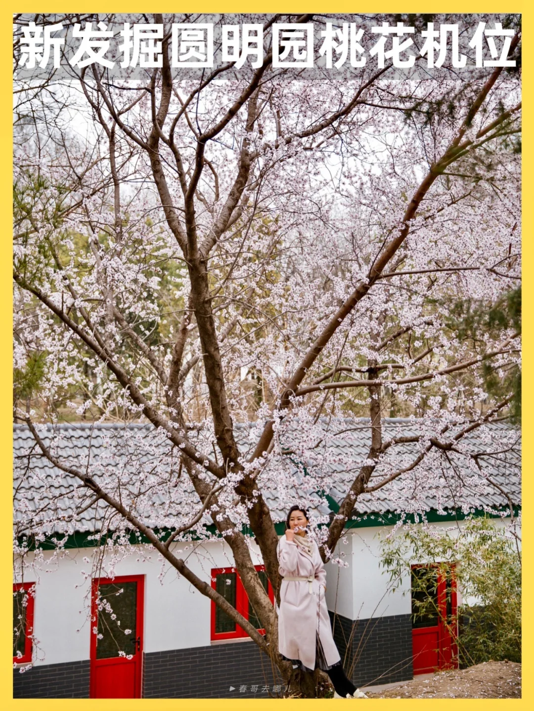 圆明园 | 一棵藏在隐秘角落的山桃，很出片