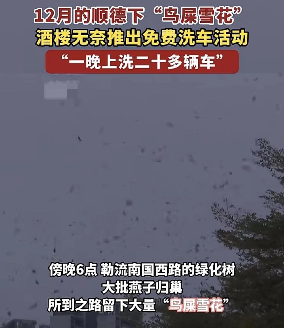 顺德勒流一路段的绿化树，每到傍晚大量的小鸟归巢，而所到之路留下了大量的鸟粪。头疼