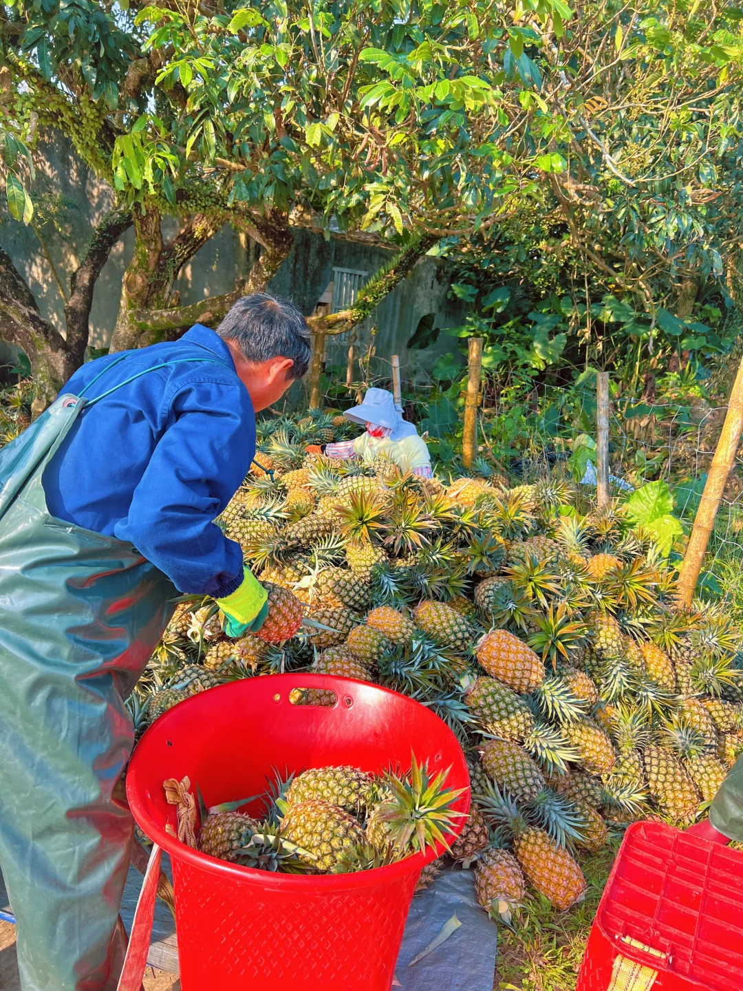 摘凤梨啦，我们的凤梨在地里就熟透了
