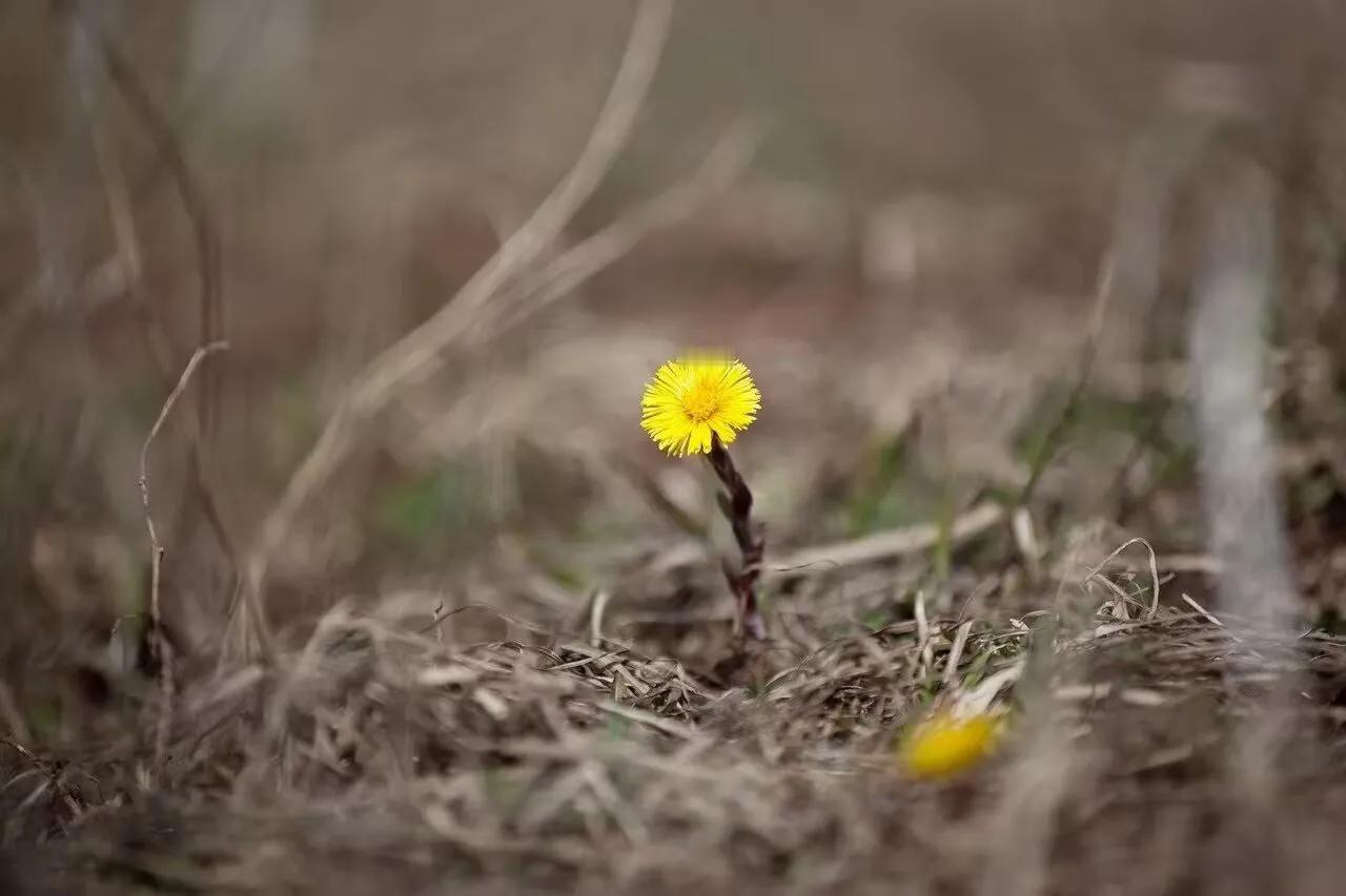 寒冷和杂芜，永远泯灭不了一颗向阳的心。努力让自己度过一段沉默的时光，理清思绪，不