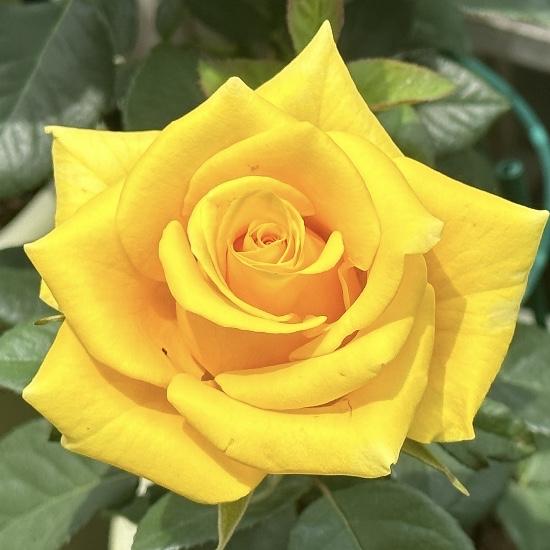 分享图片～月季花
大花朵朵，朵朵绽放
花香四溢，芬芳怡人