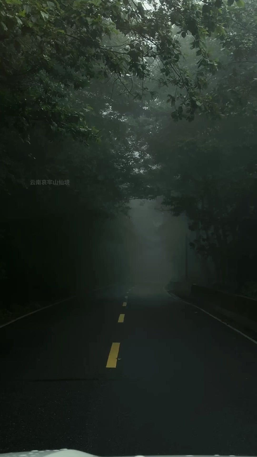 在云南哀牢山的林间雾气里穿行，仿佛闯入了人间仙境。清晨的山间，雾气像轻纱一样缠绕