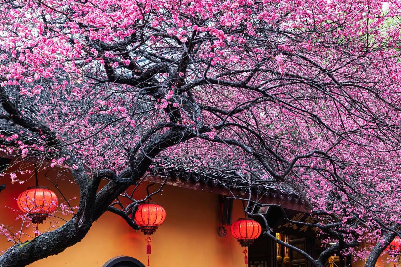 湖州铁佛寺梅花。湖州铁佛寺梅花