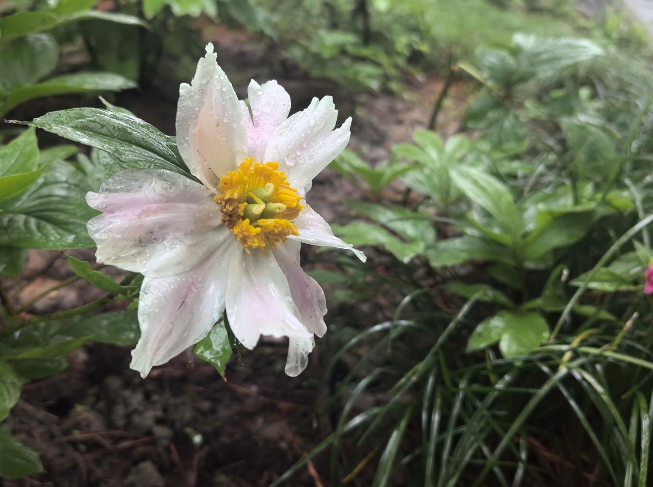 白芍药