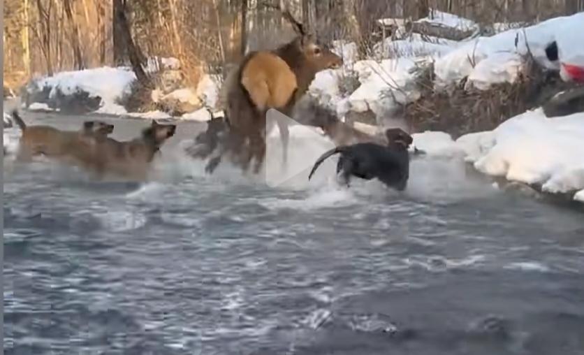 你敢相信吗？这种事情居然能发生在中国
有人在长白山国家级自然保护区，放猎狗围攻国