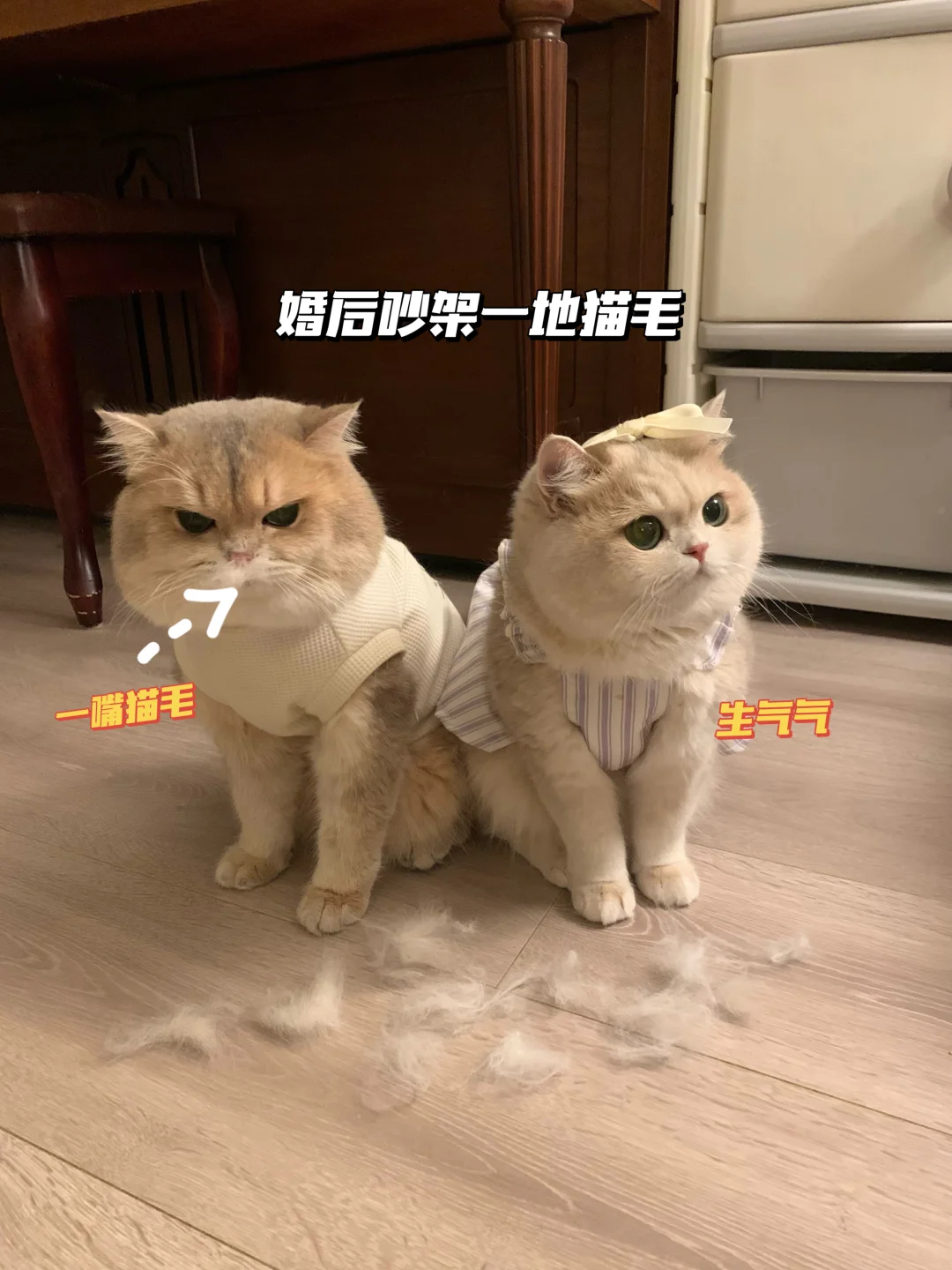 小猫婚后生活是什么样的！