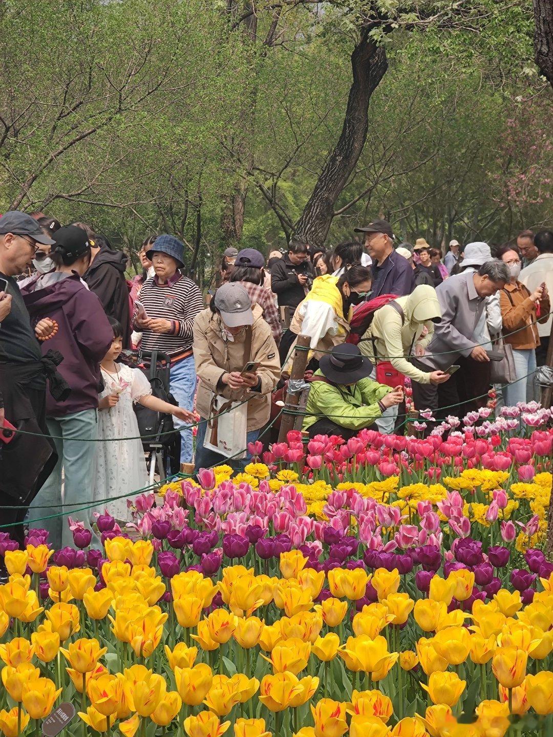 国家植物园郁金香花海摄影北京春日繁花入镜