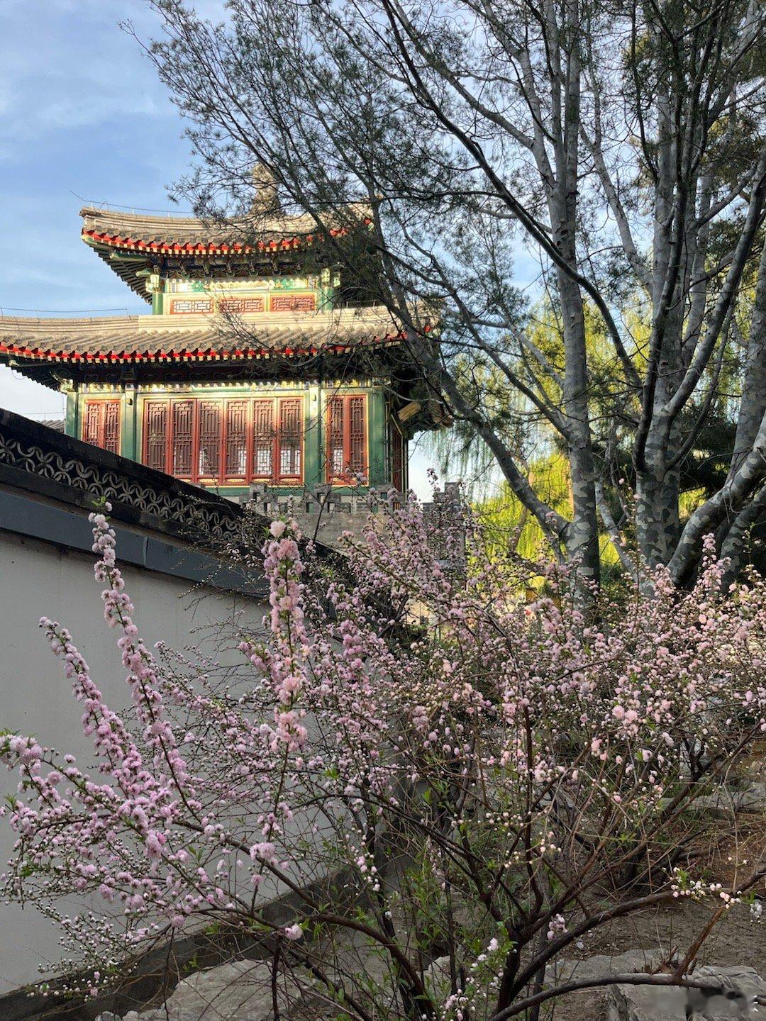 北海之春。北海的花太齐全了，从海棠到油菜花，开满整个春天，来这里，总是回到荡起双