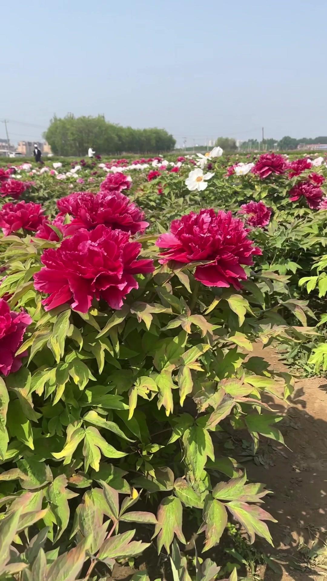 突然发现牡丹开得正好，红的、粉的、白的，还有渐变的紫色，一簇簇挤在一起，像打翻了