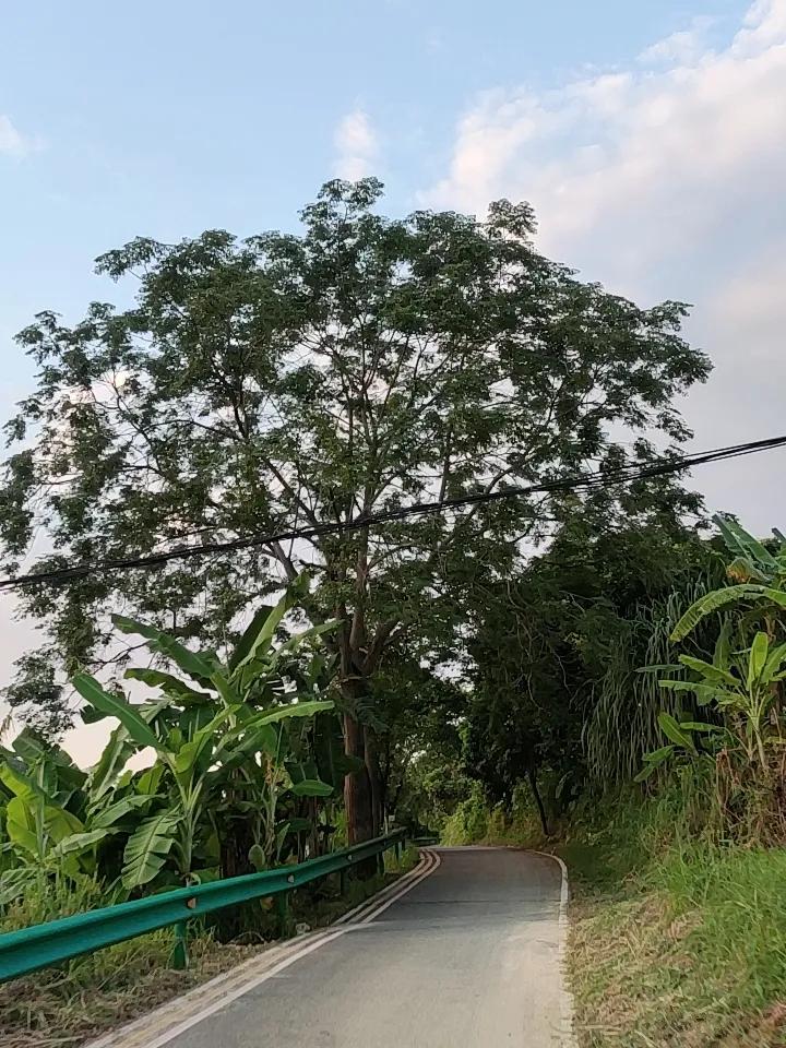 上周三赶早会差点迟到，拐进巷口抄近路的时候撞见个藏在老小区里的小公园。
那天的太