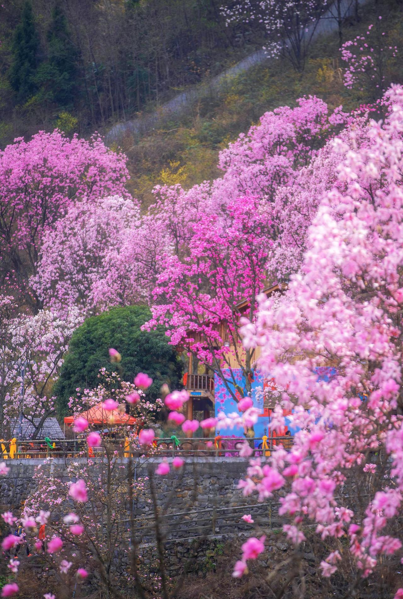 成都周边 | 九皇山辛夷花超全打卡攻略。📍就在绵阳九皇山，这抹藏在川北群山里的