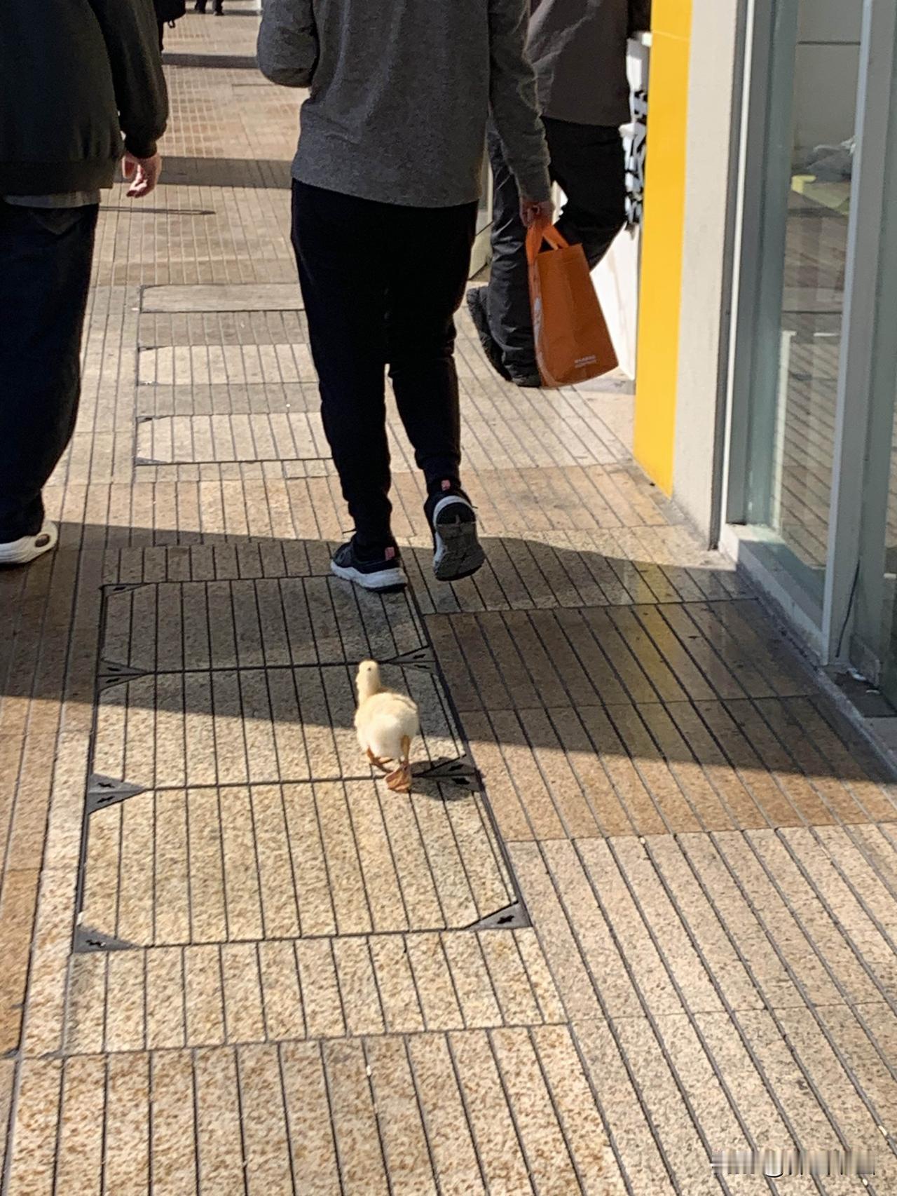 精品街拍图片分享遛狗遛娃看多了，在路上看见有人遛鸭子！小鸭子还真听话，跟着它主人