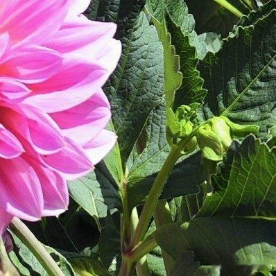 如果成不了参天大树，就把它种在风平浪静的花园中 