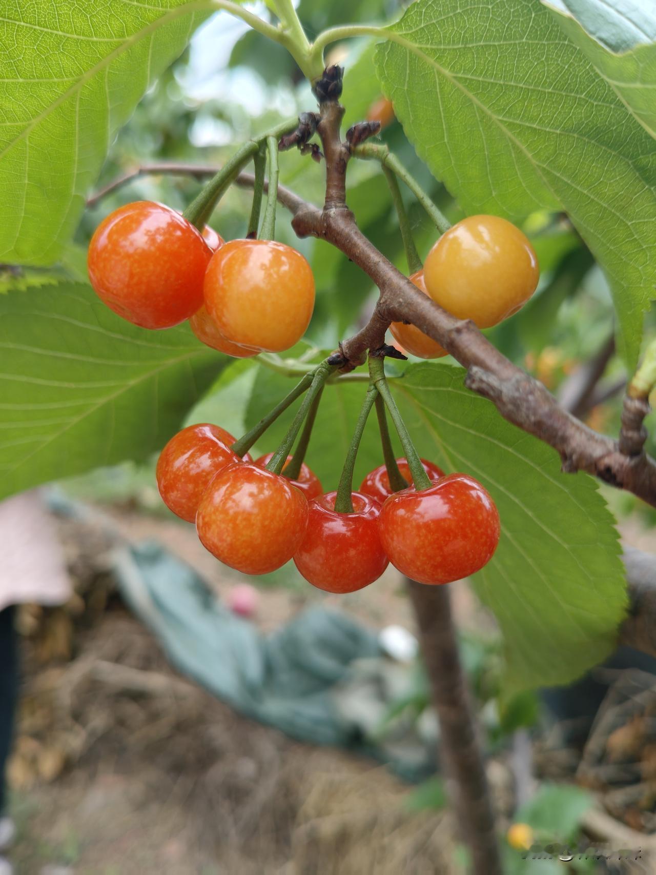 友友们可能看过我以前的视频，都知道我们是一个樱桃庄园……

4月份了，樱桃也快成