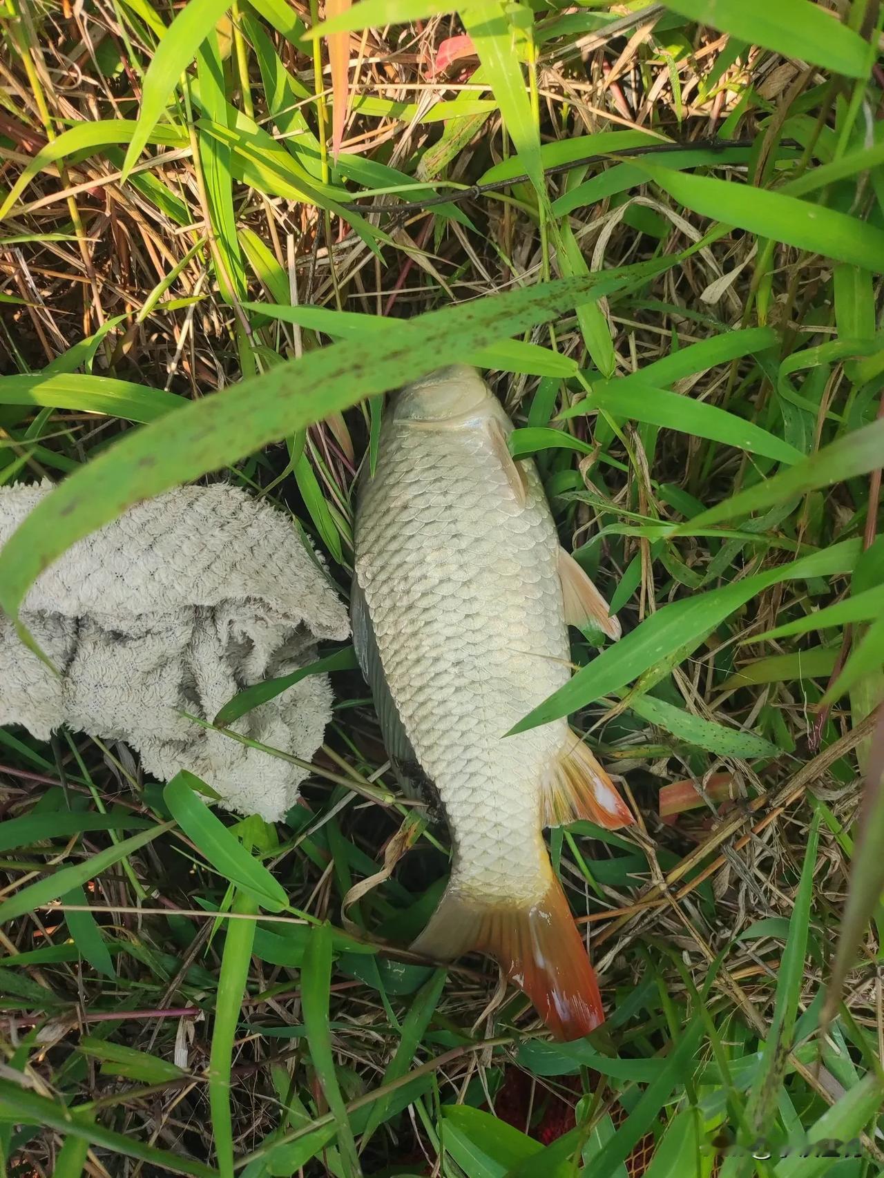 从这惊险瞬间可见野钓魅力，难怪钓鱼成顶流啦 。
