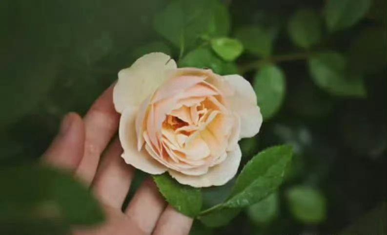 岁数大了，能够自己管好自己就够了，少管儿女的事情，你的知识、经验都跟不上时代的发