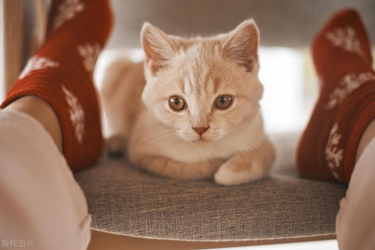 有2类人不适合养猫，看看你在其中吗？

今天看门诊很巧，连续来了2位患者，都是二