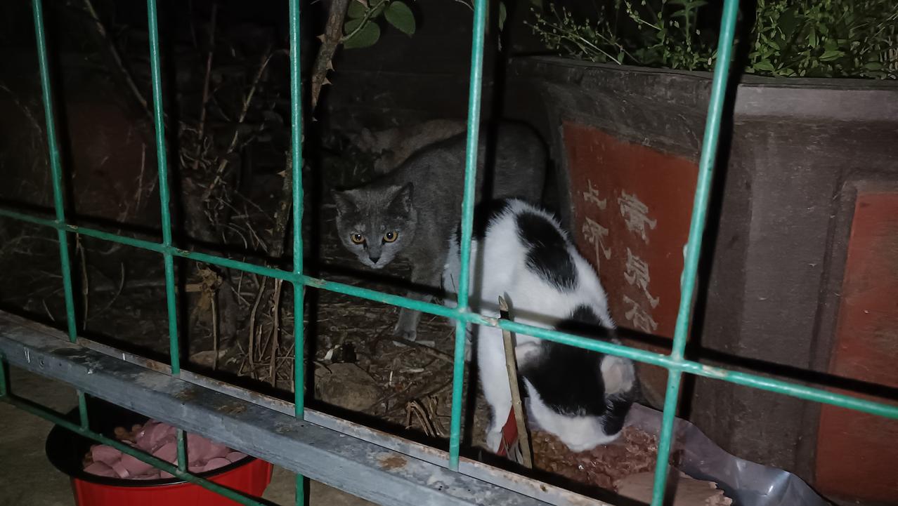 今天终于拍到这只蓝猫清晰的照片了，看来它已经成了垃圾站投喂点的常客了，不知道它是