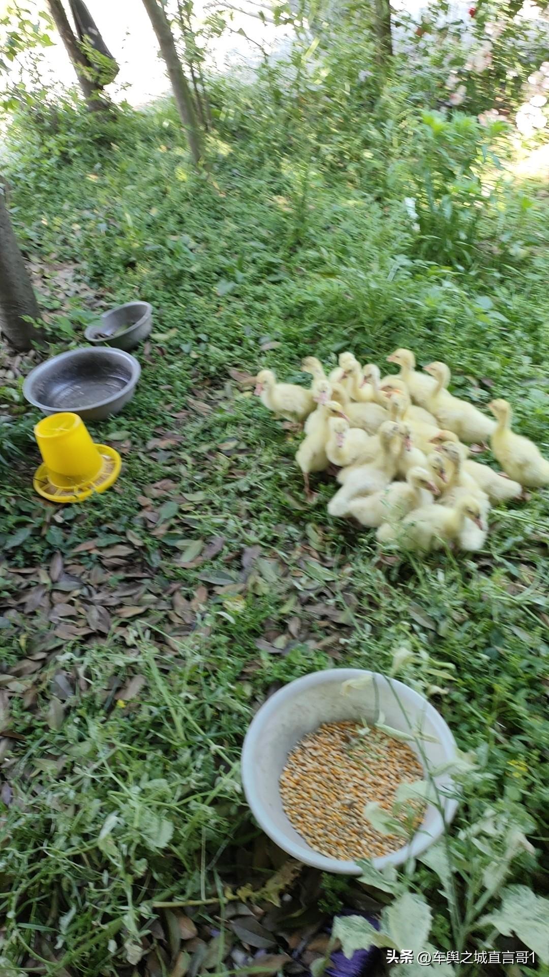 手机随拍小鸟