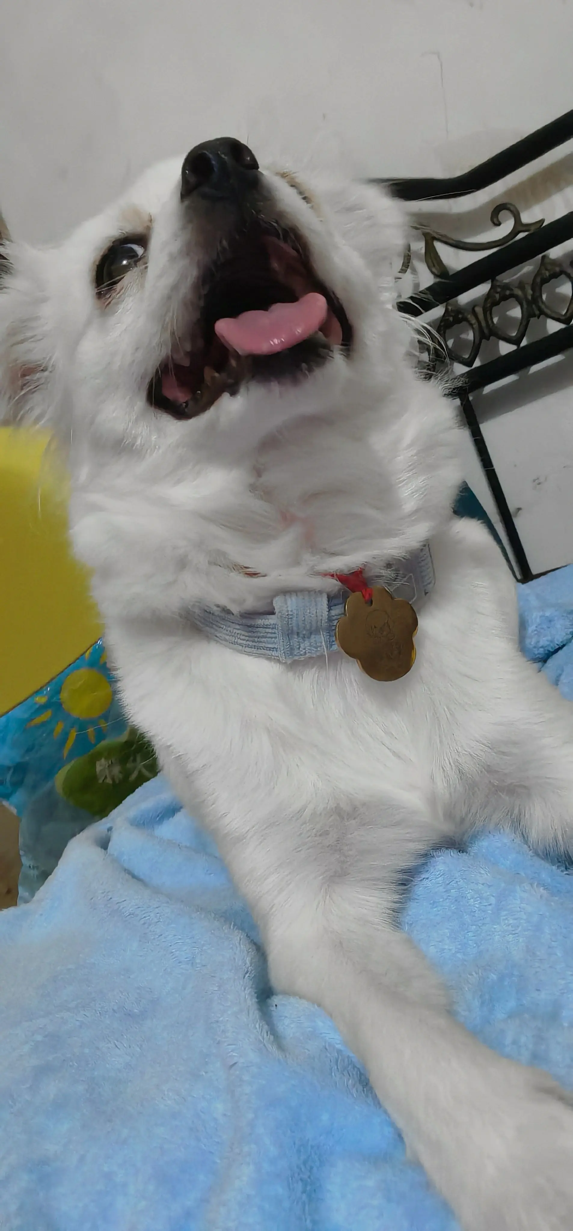 治愈系天使，谭小北❤️