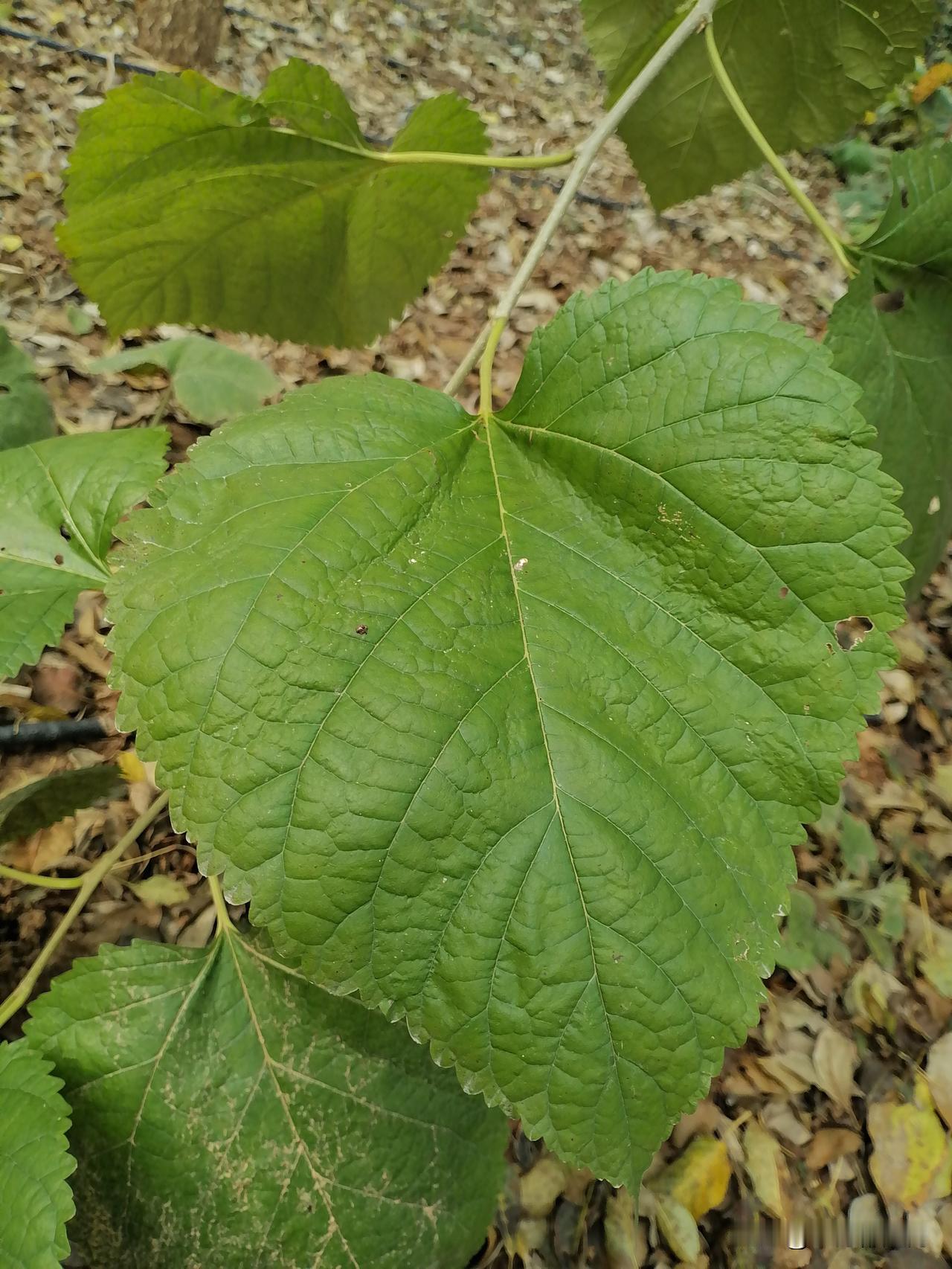 这么大的桑树叶
比我的手还大一圈
跟大象的左耳朵一样
