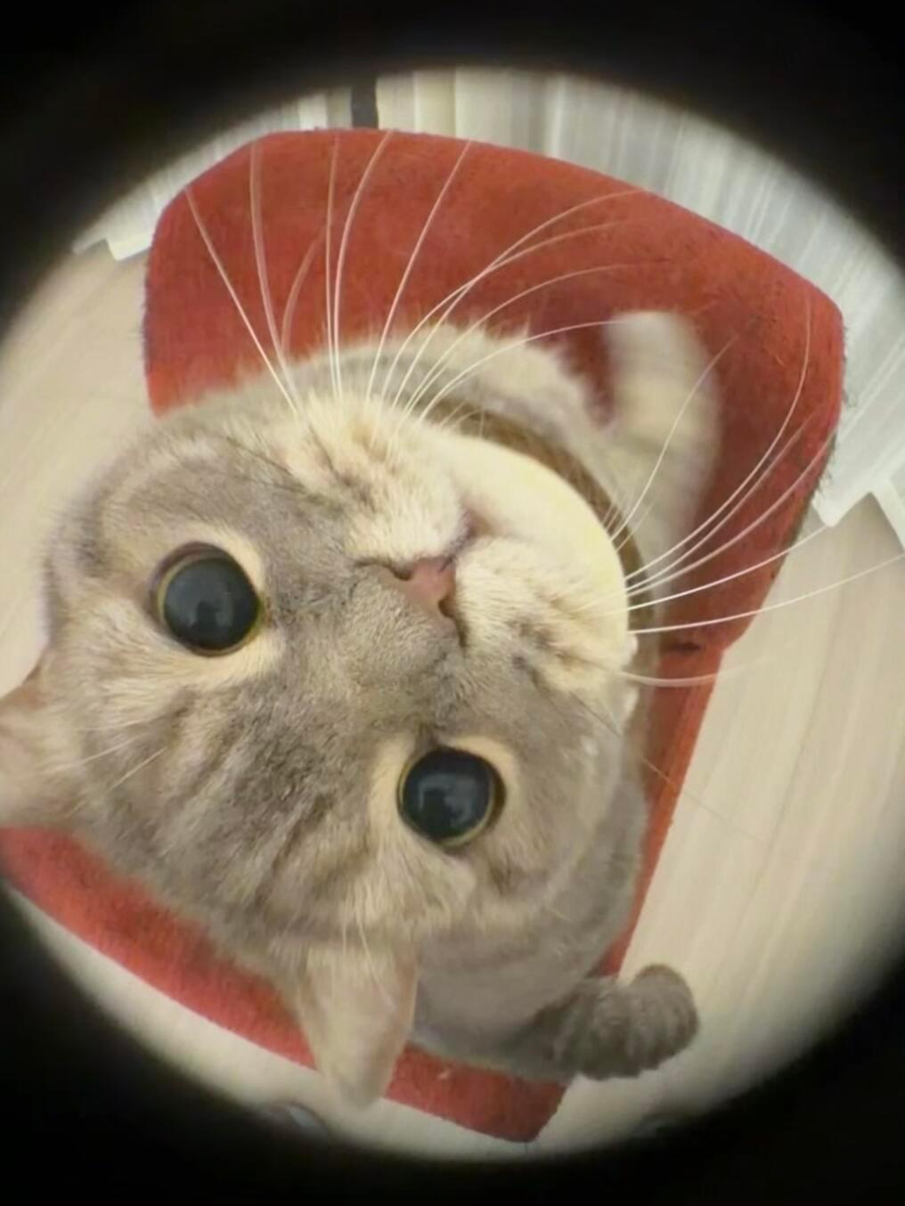人类还要被小猫统治多久 ​​​