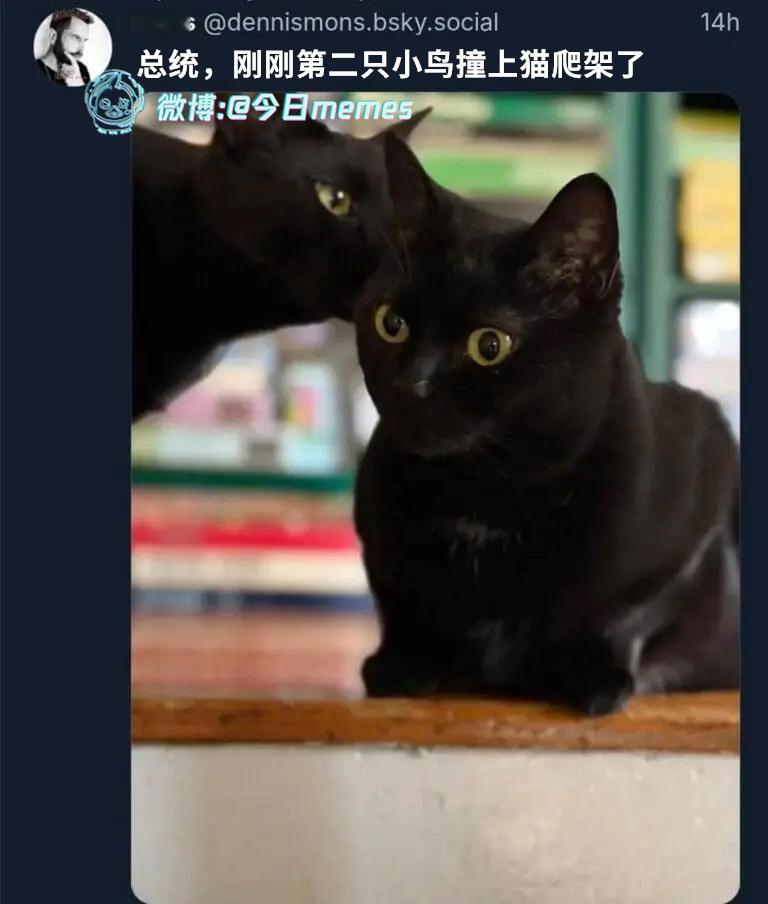 知道的（dennismons.bosky.social）今日meme 今日mem