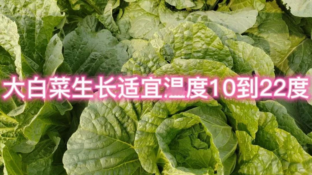 #大白菜生长适宜的温度是多少#大白菜生长适宜温度为 10℃-22℃。在这个温度范