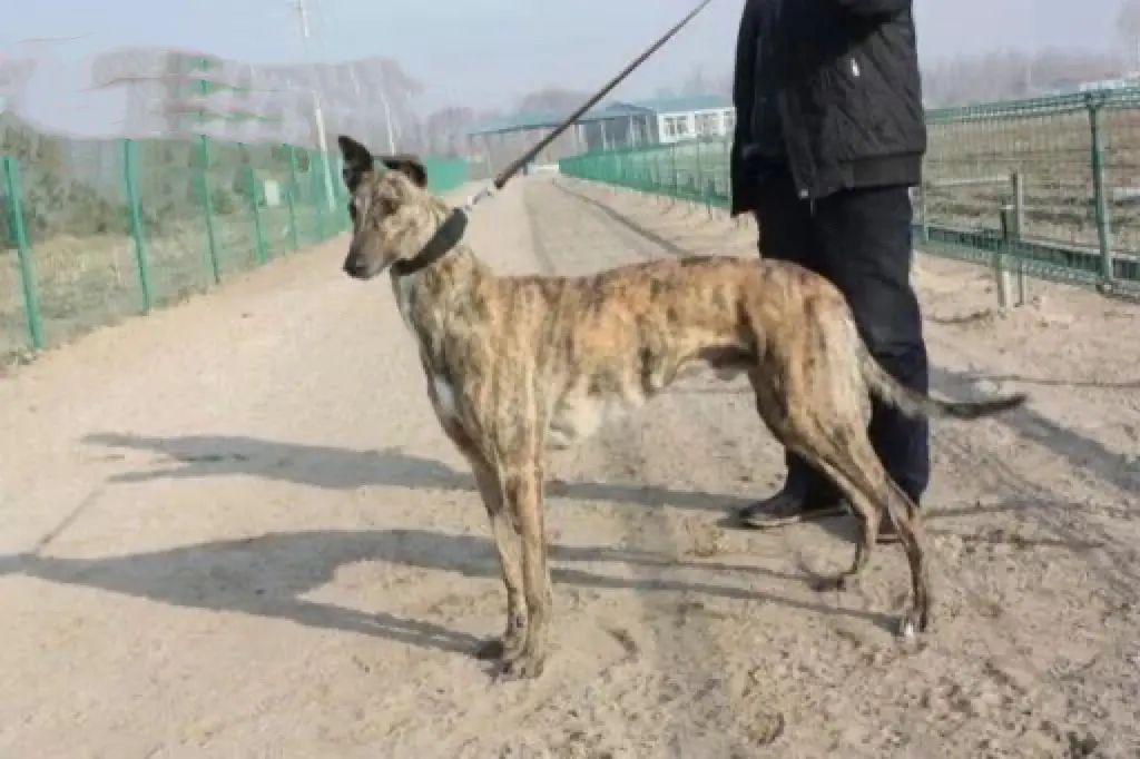 名犬录。还有认识它的吗