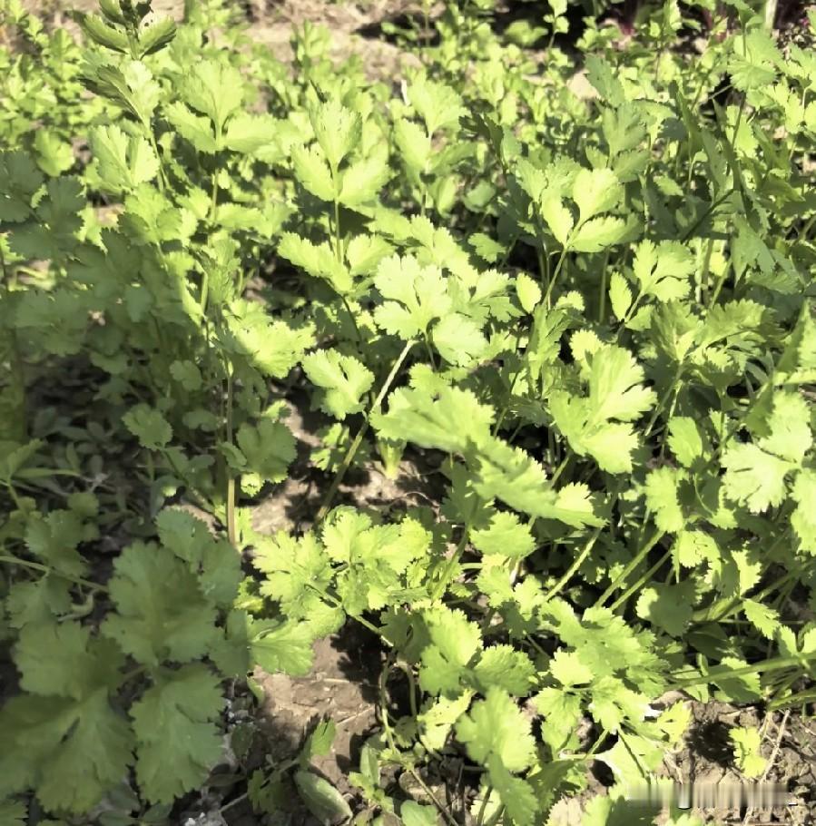 冬天的菜园里，一片绿油油的香菜，长势喜人，生机勃勃。