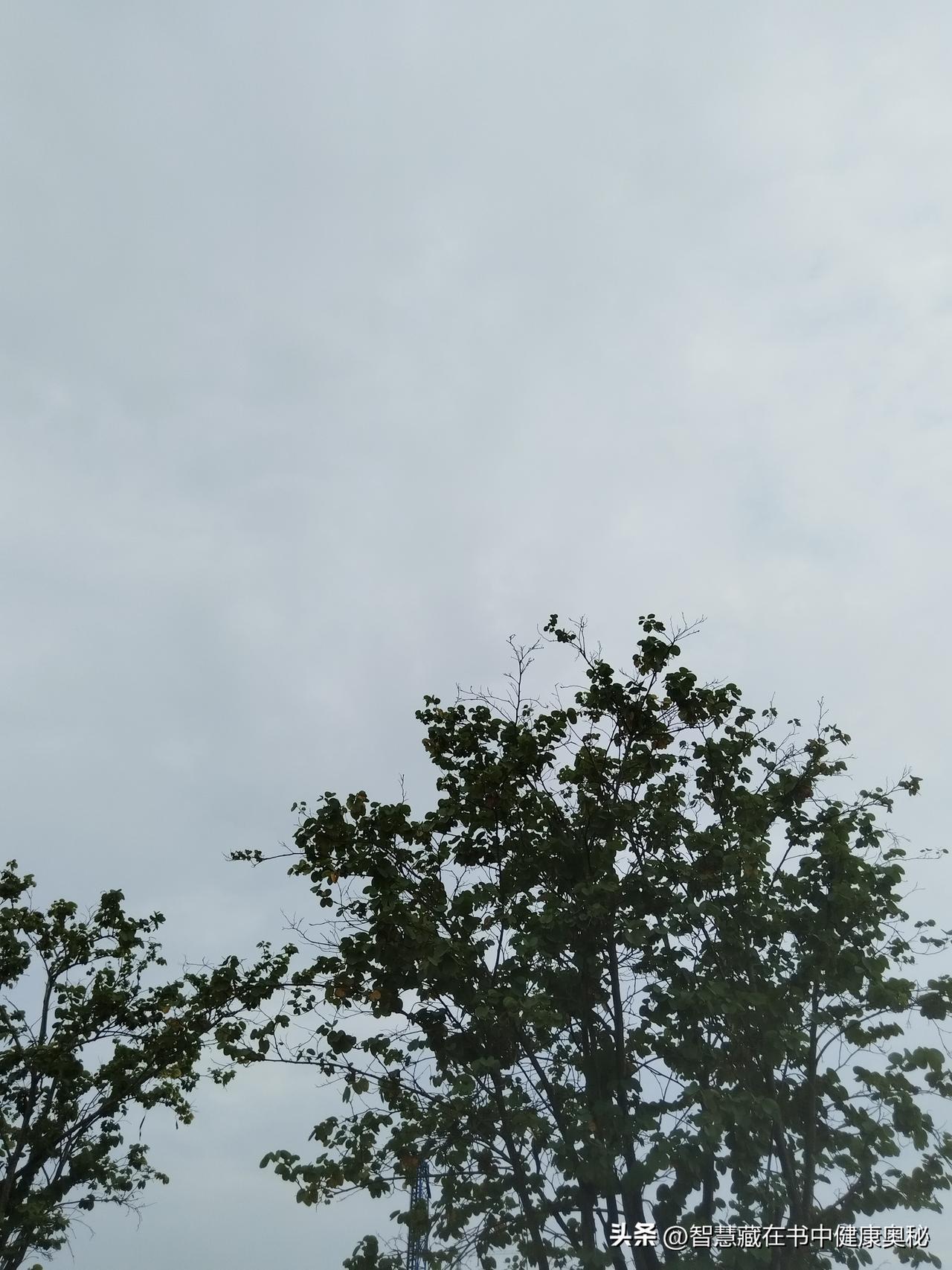 早安！推开门的瞬间，一股微凉的秋风裹着草木的气息扑面而来。天空灰蒙蒙的，大片的云
