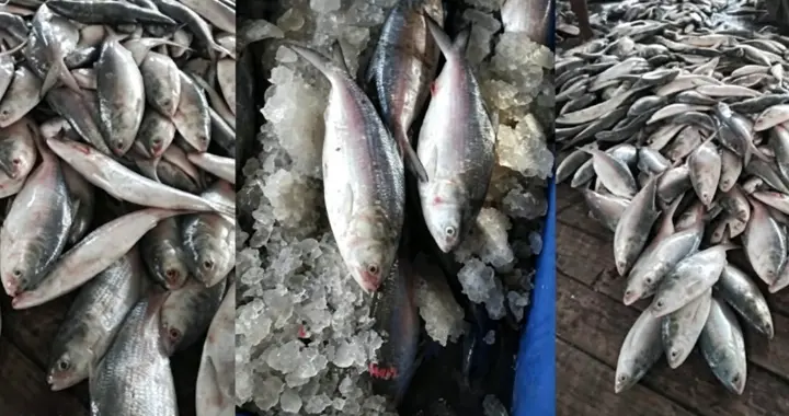 缅甸这种近海美味，正在被“疯抢”，直接卖爆！有多少要多少！