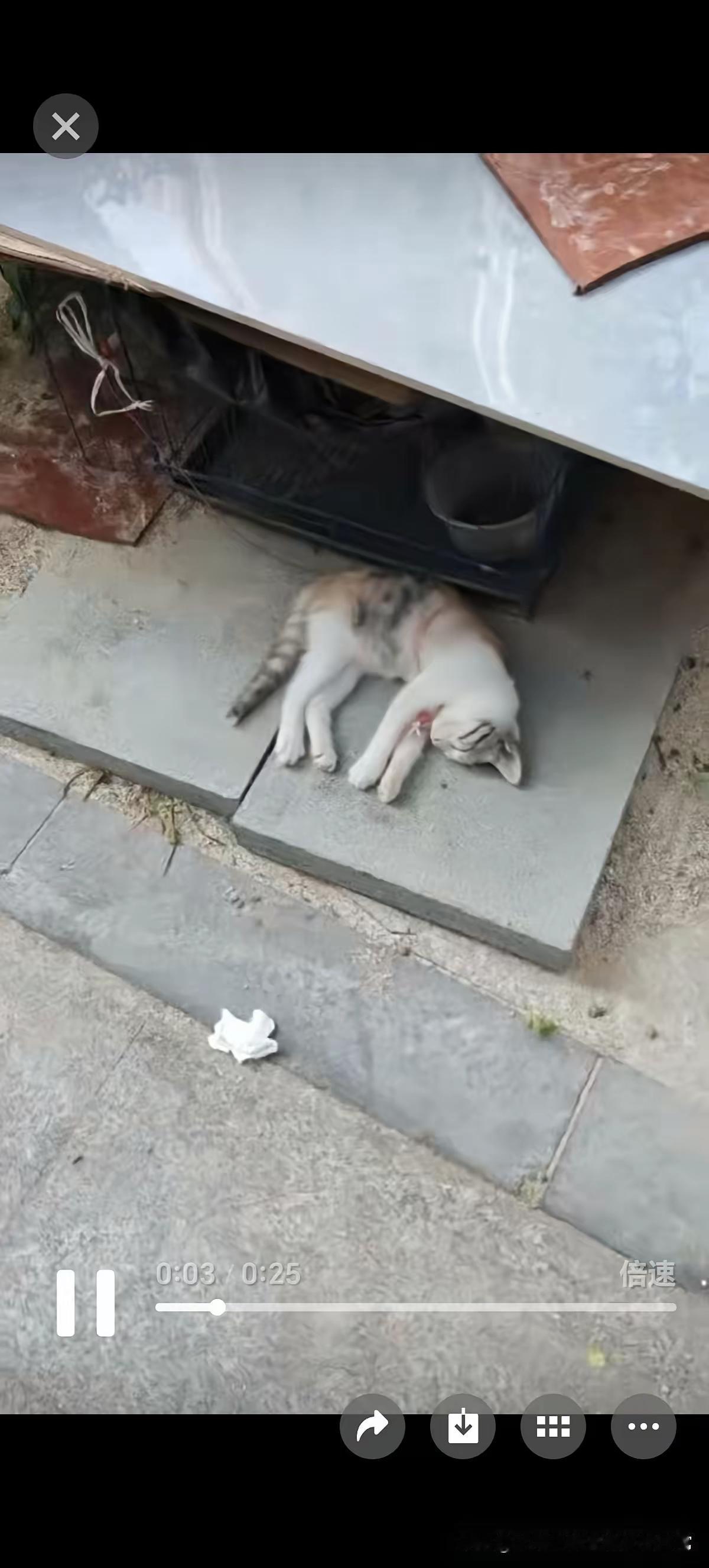 泪目了！在酷暑烈日之下，小猫被绳索紧紧拴住，连找个阴凉处躲避的自由都没有，人心怎