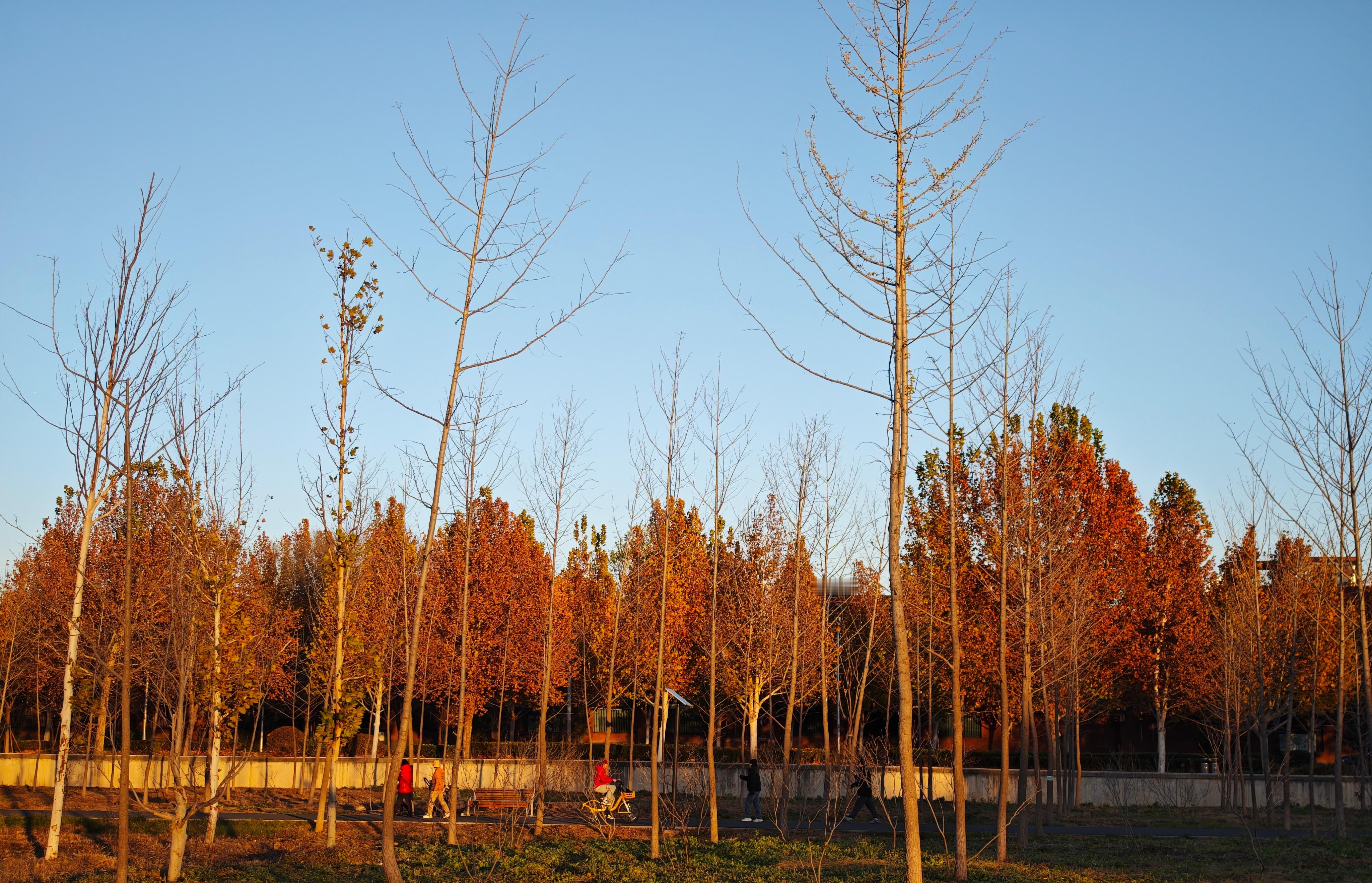 北京的秋天转瞬即逝，有点冷了！ 
