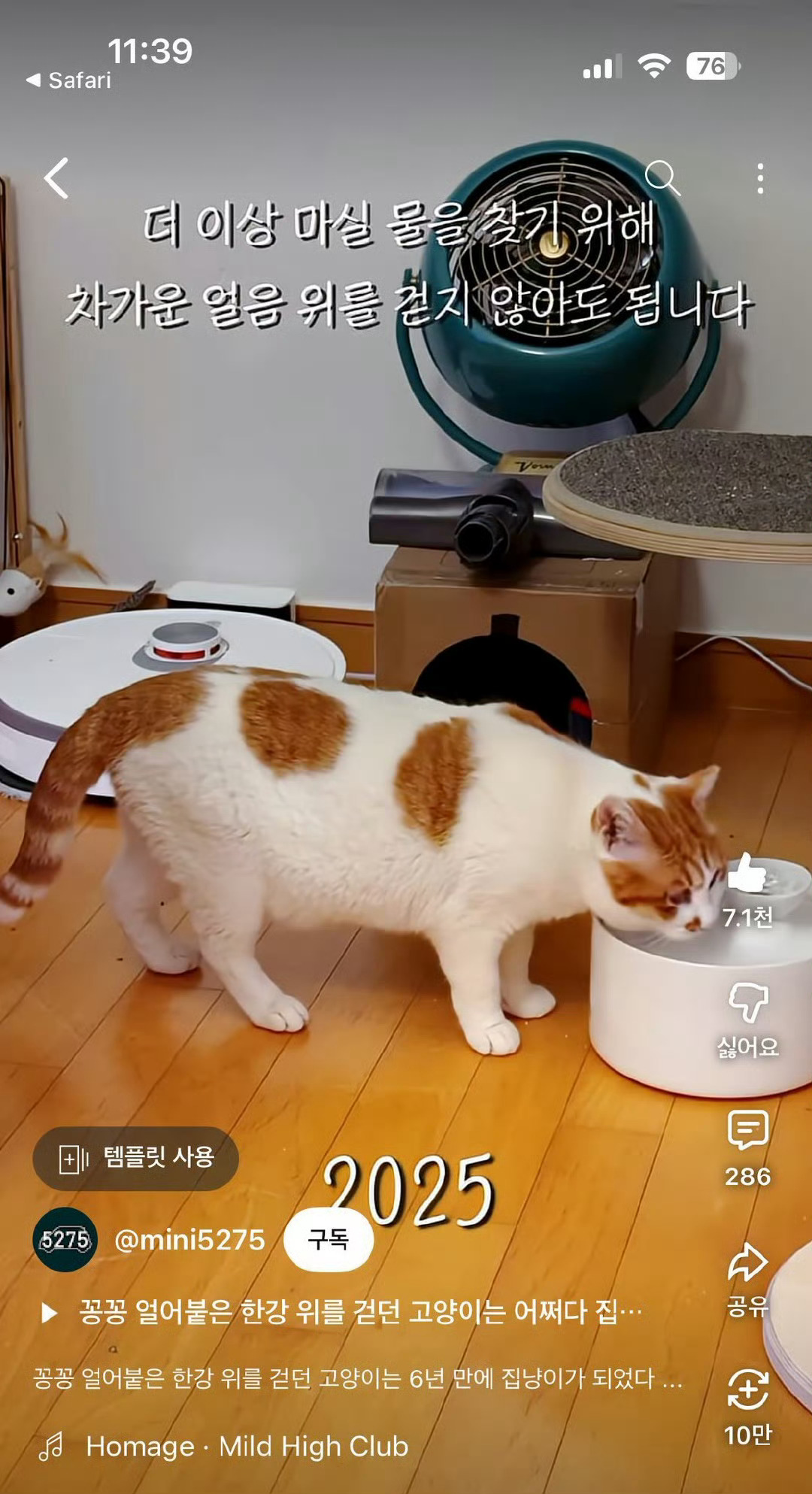 汉江猫被拍摄者收养汉江猫现状汉江猫被拍摄者收养，好可爱，🤩 ​​​