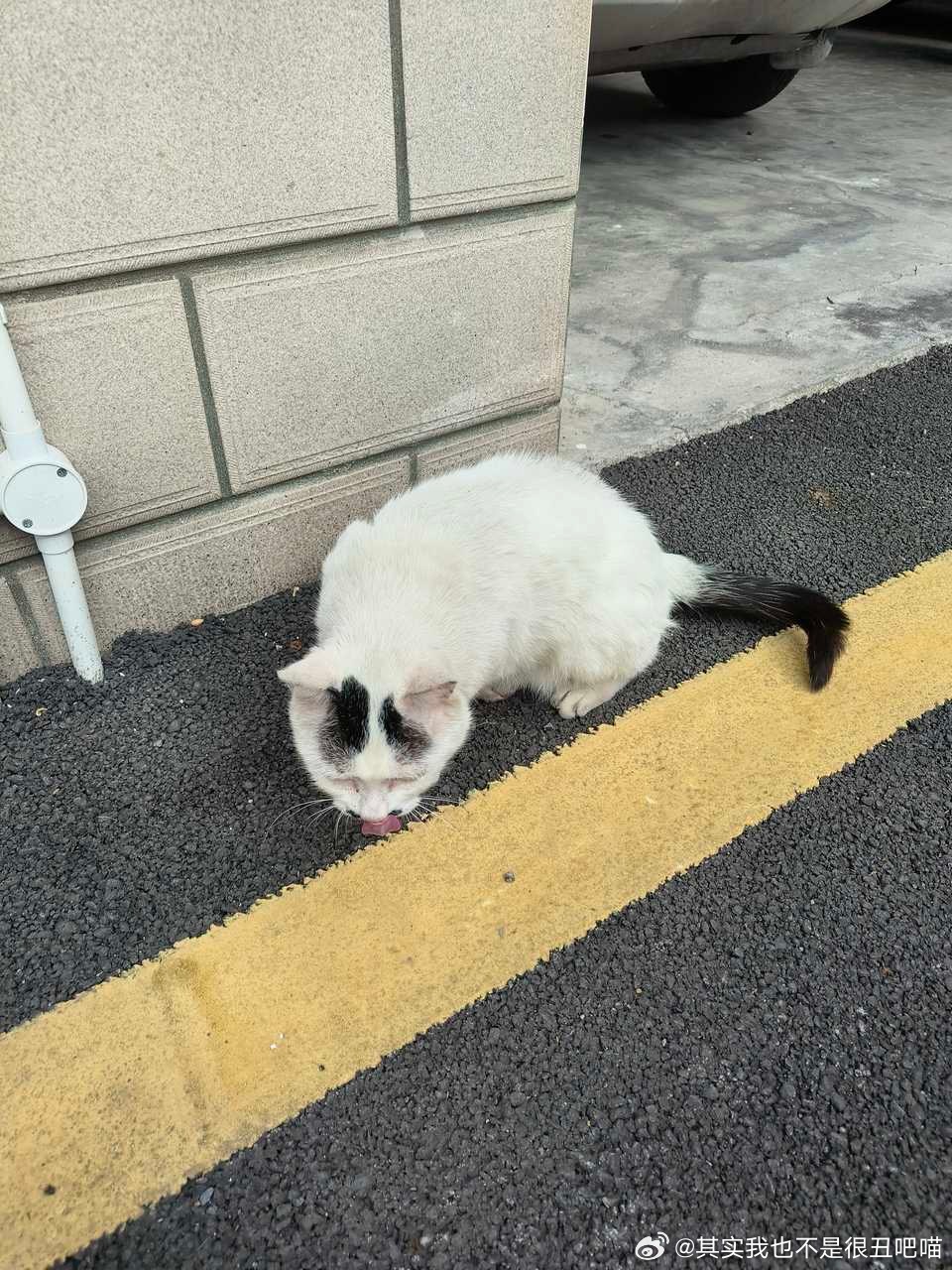 49928【丑猫】小八嘎来喽 