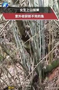 4月28日，贵州深山里发生了一件特别暖心的事。一名女子上山采春笋时，意外发现一处