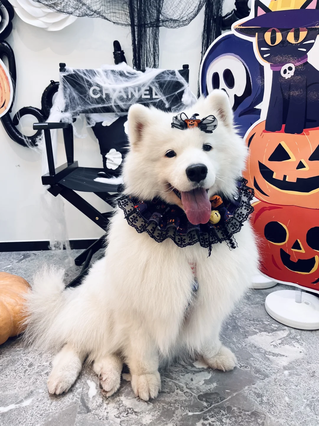 🎃不给肉就捣蛋