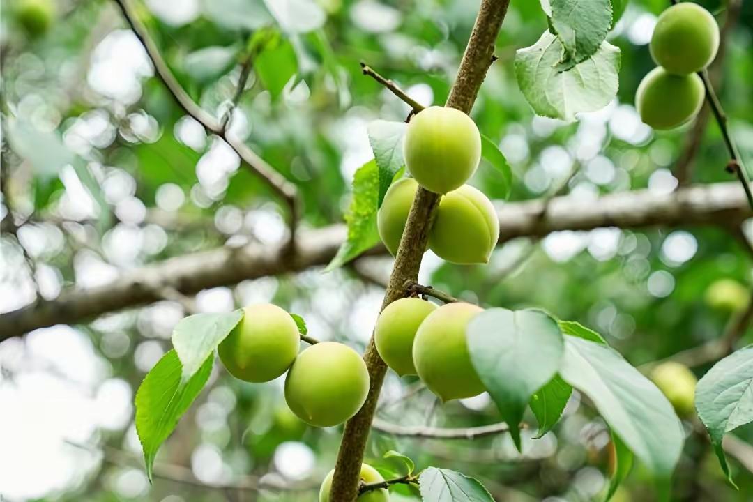 青涩的樱桃挂满枝头，等待着夏日的甜蜜。🍒🌿