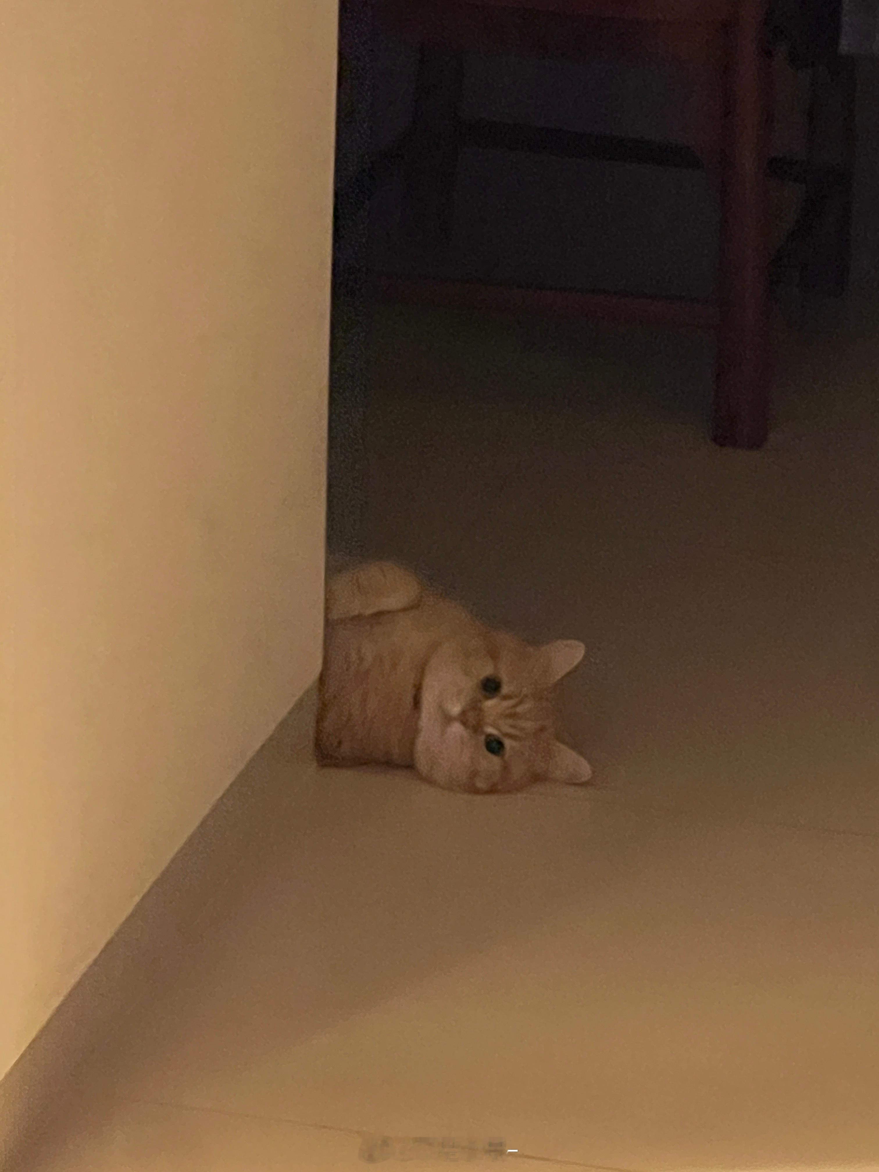 应急备接到推销电话 心脏都停跳了一秒[可爱] ​​​