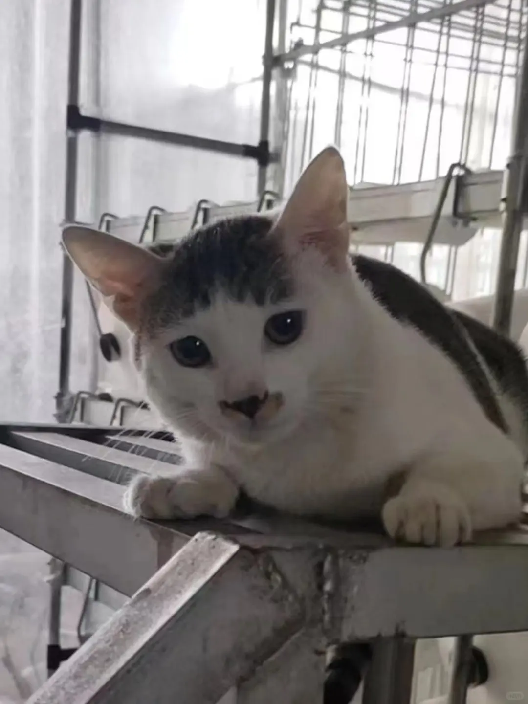 好肥呀！哈哈哈哈