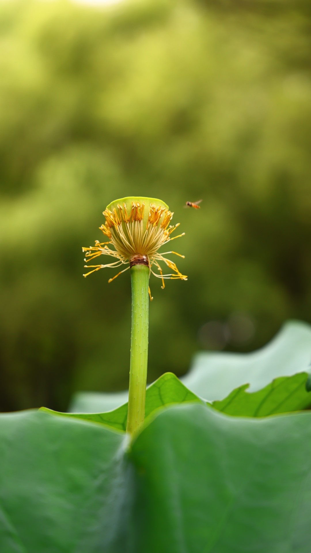 沉醉不知归路，误入藕花深处。 