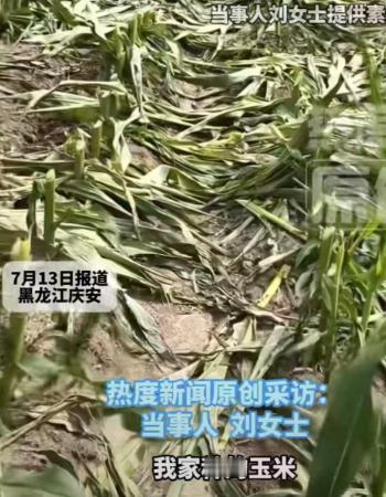 黑龙江农户刘女士做梦也没想到，自己辛苦劳作整整一年、本该迎来大丰收的二十三亩大片