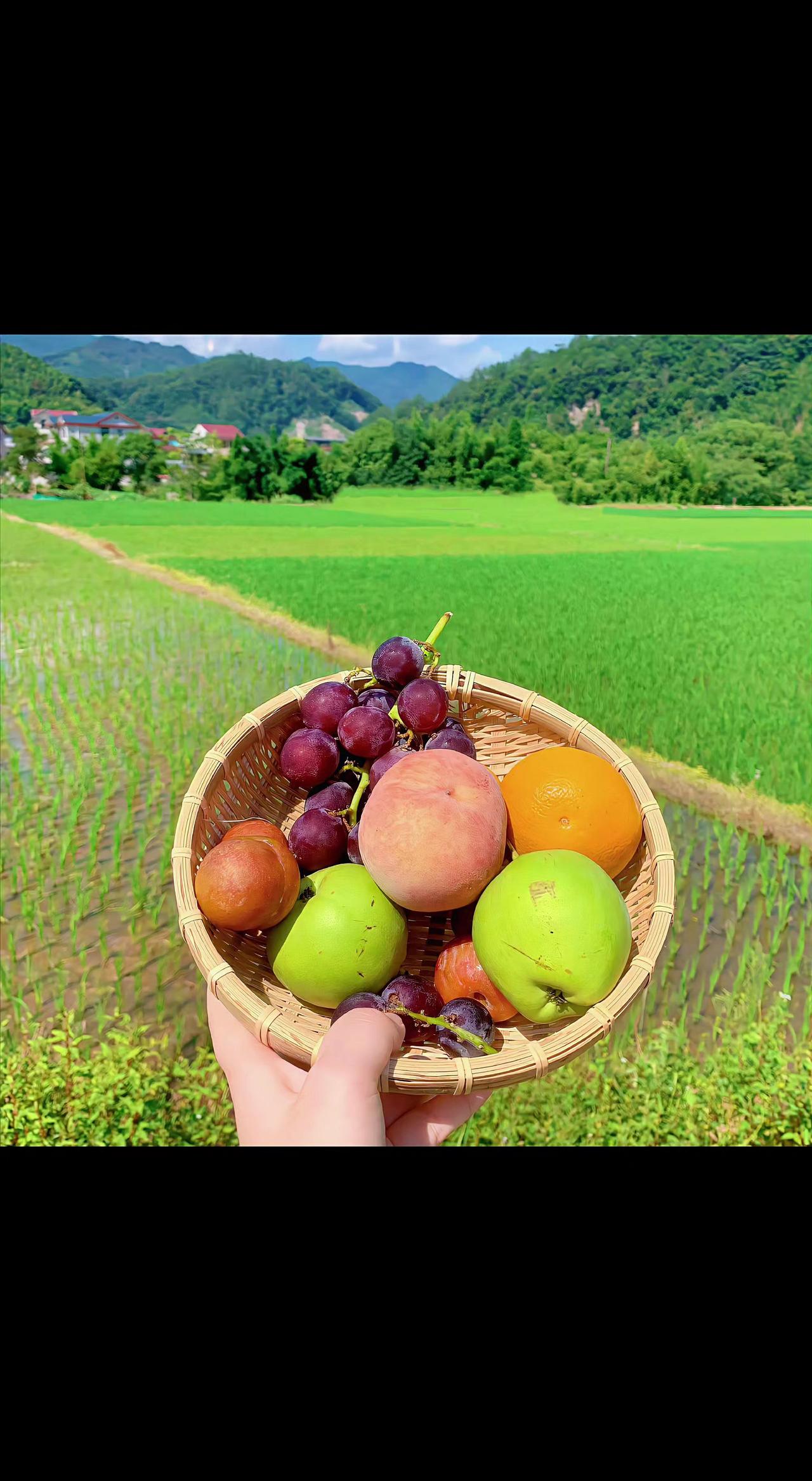 🍃这筐果子会发光！稻浪翻涌着夏天🌾，酸甜在舌尖跳圆舞曲💃。自然的甜，最治愈