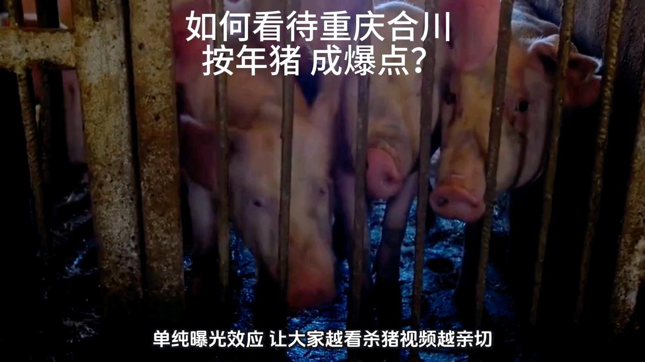 重庆合川“按年猪”突然爆火，我刷到这事儿时觉得好感慨，它能出圈，根本是戳中了普通