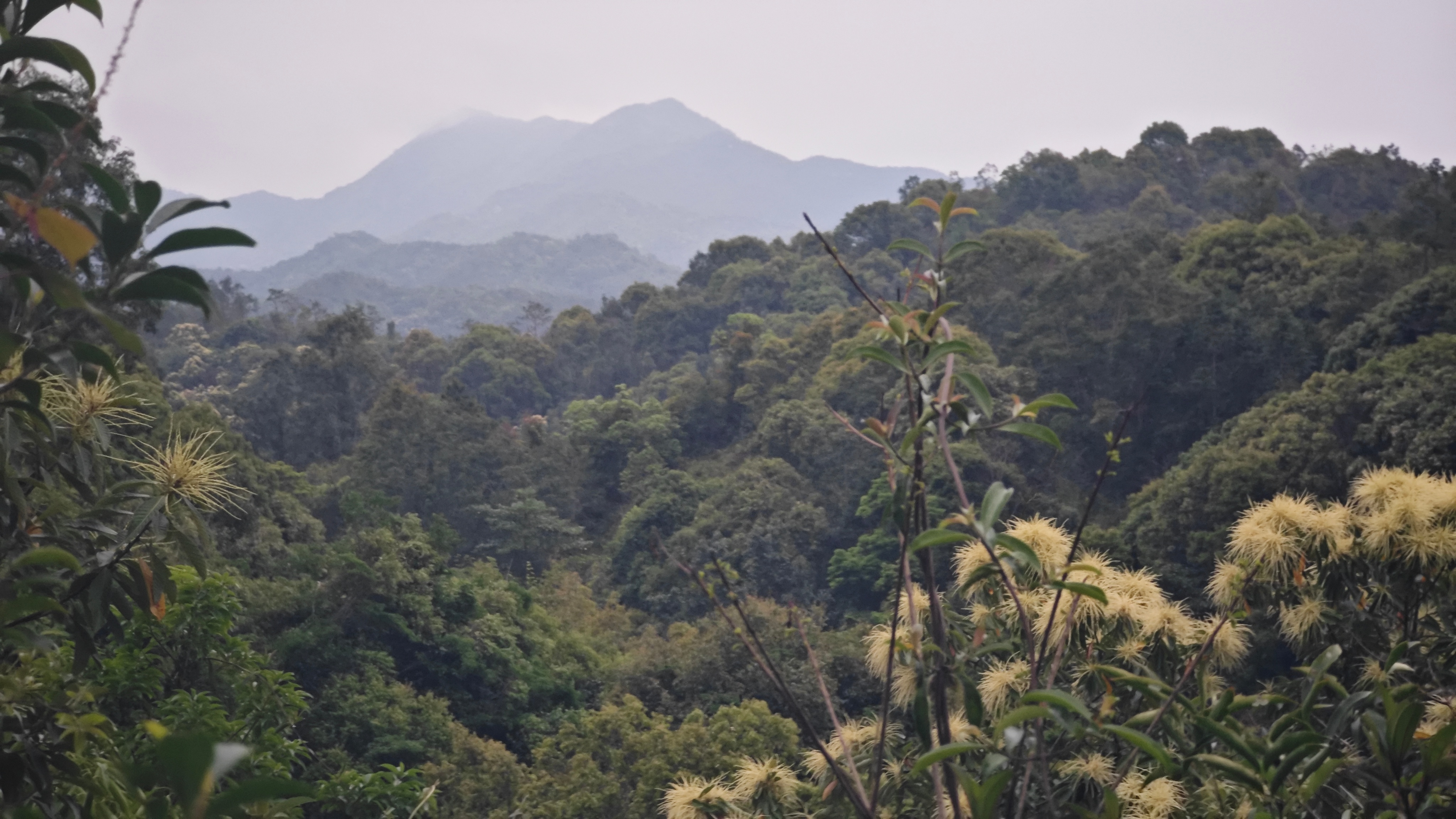 乌禽嶂，桐花如雪的季节 